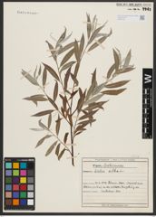 Foto von Salix alba L.